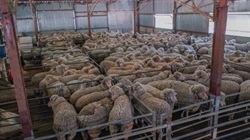 Wool levy payers called to vote: what you need to know