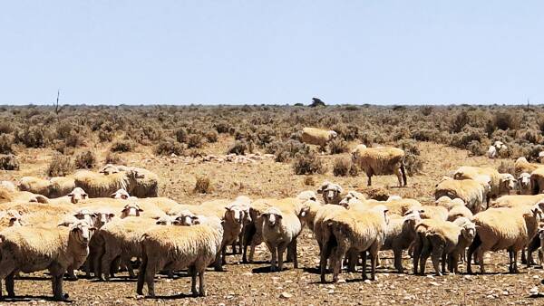 Another giant Nullarbor sheep station for sale, after neighbours were sold